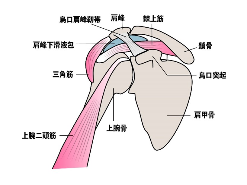 肩の構造の画像