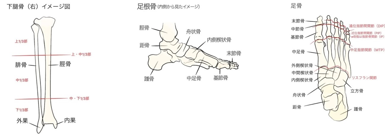 足関節の骨の名前が書いてあるイラスト