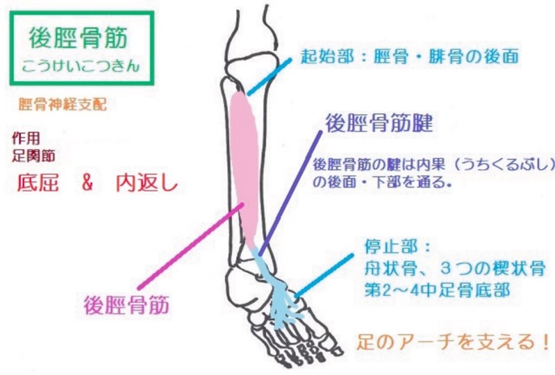 偏平足の筋肉の説明のイラスト