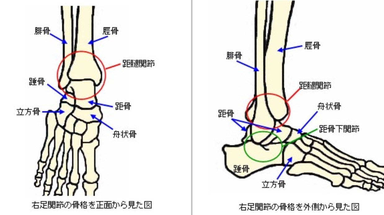 足関節の構造のイラスト