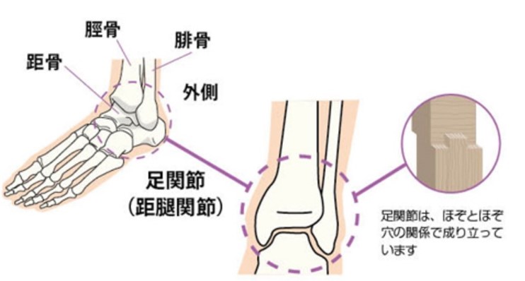 距腿関節の構造のイラスト