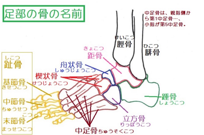 足の関節の名前の書いたイラスト