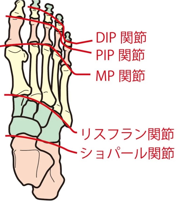 足の指の名前の書いたイラスト