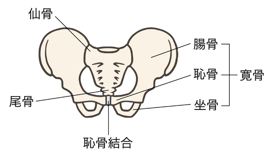 骨盤の名称のイラスト