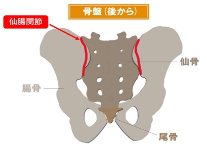 仙腸関節についてのイラスト